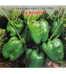 Capsicum F1 Iris Krishn 10 grams